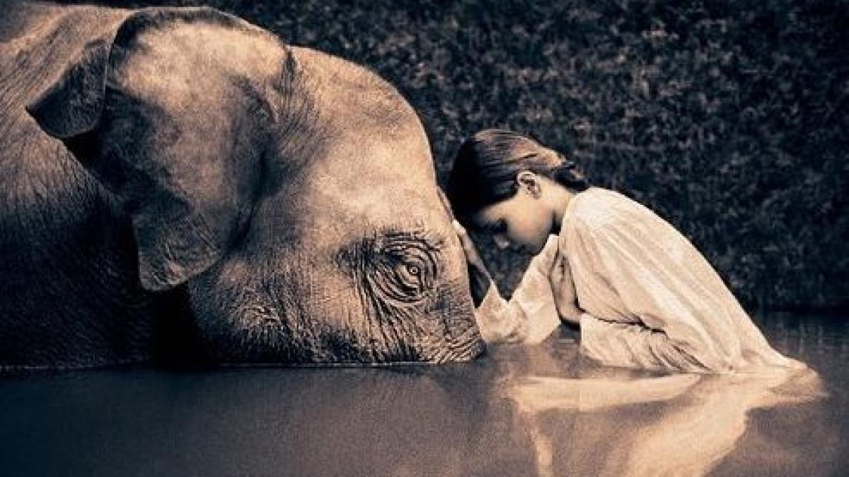 inregistrare impresionanta cu primul elefant care poate imita vorbirea pahidermul pronunta cinci