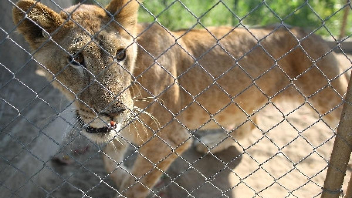 pacient special pentru medicii veterinari din galati