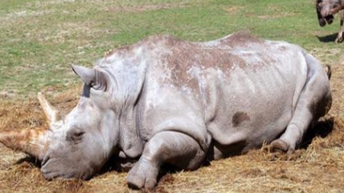 un traficant de coarne de rinocer condamnat la 40 de ani de inchisoare in africa de sud