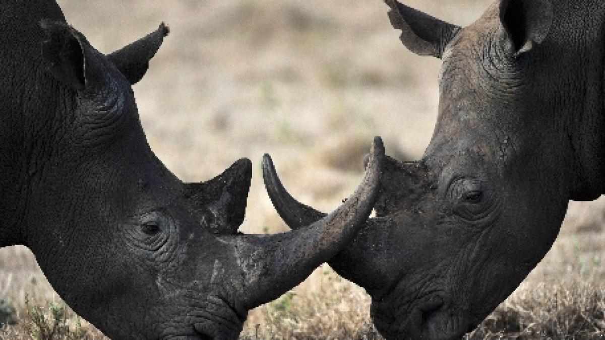 un thailandez care facea trafic cu coarne de rinocer a fost condamnat la 40 de ani de inchisoare