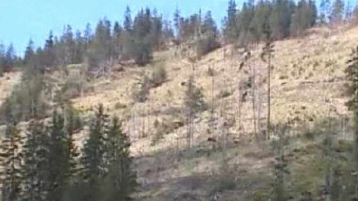 lemnul romanesc un lux barbaria cu care s au taiat padurile nu tine cont de lege