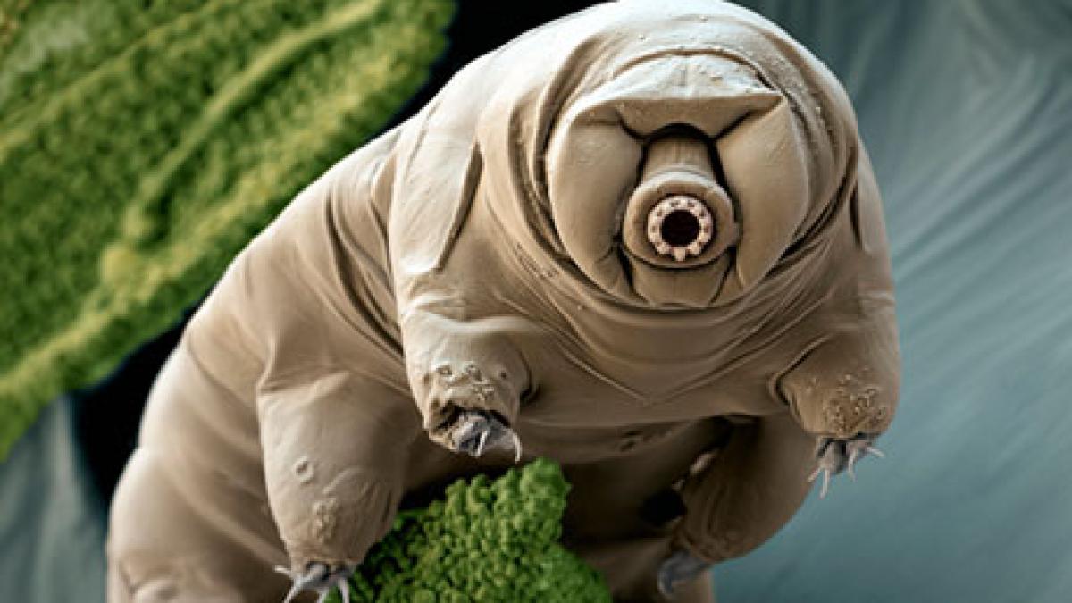 descoperirea care va revolutiona medicina o noua comoara a fost descoperita in adancul oceanului