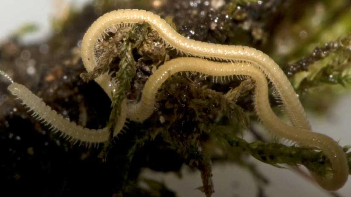 animalul care i a uimit si pe cercetatori nimeni nu a mai vazut asa ceva pana acum