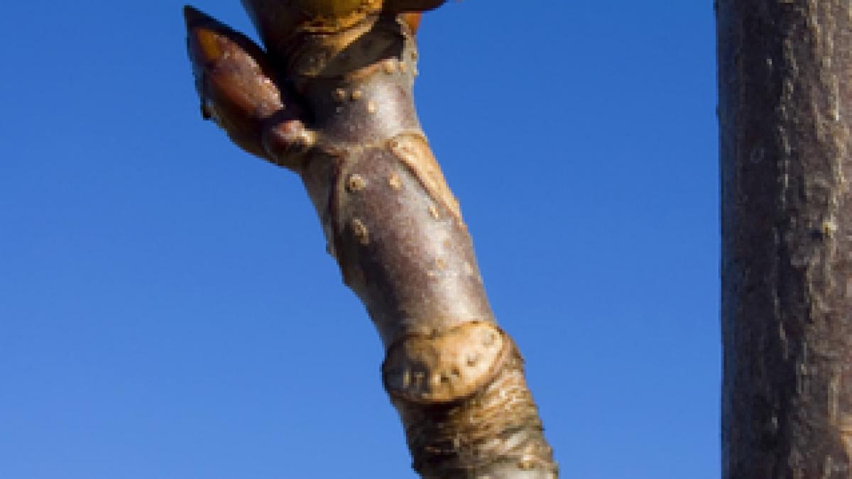 ciclurile de viata ale unui penis