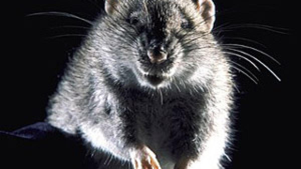 dambovita un bebelus de doua luni a ajuns la spital dupa ce a fost muscat de sobolan