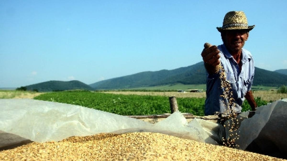 timis autoritatile au confiscat peste o suta de tone de cereale si au aplicat amenzi de 5 000 de lei