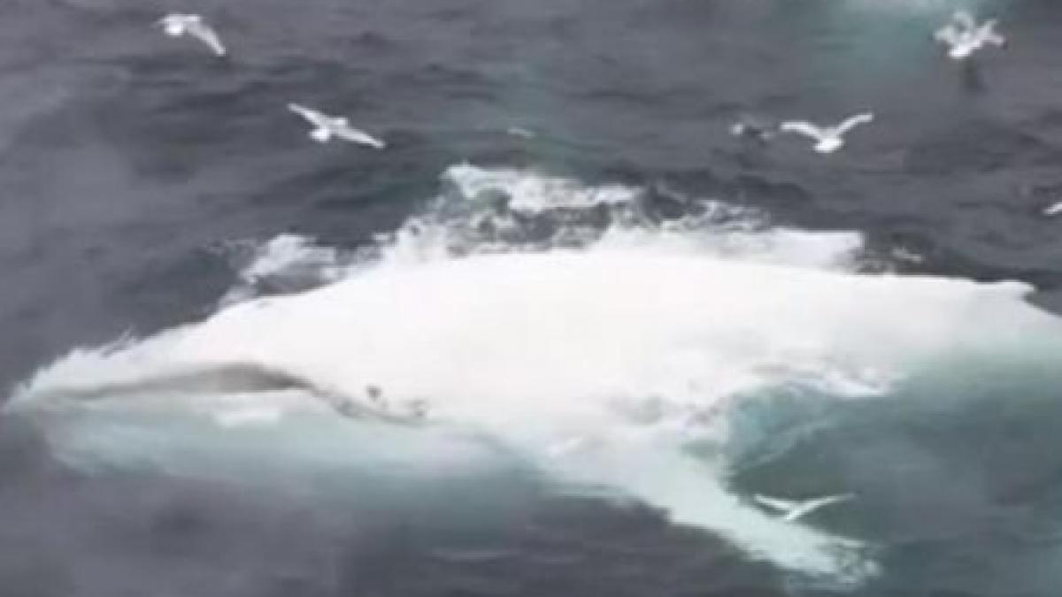 animalul care ii uimeste si pe cercetatori este a doua oara cand se descopera asa ceva