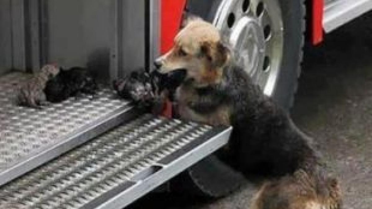 in timp ce mii de mame isi abandoneaza copiii aceasta catelusa a impresionat intreaga lume cu ce a