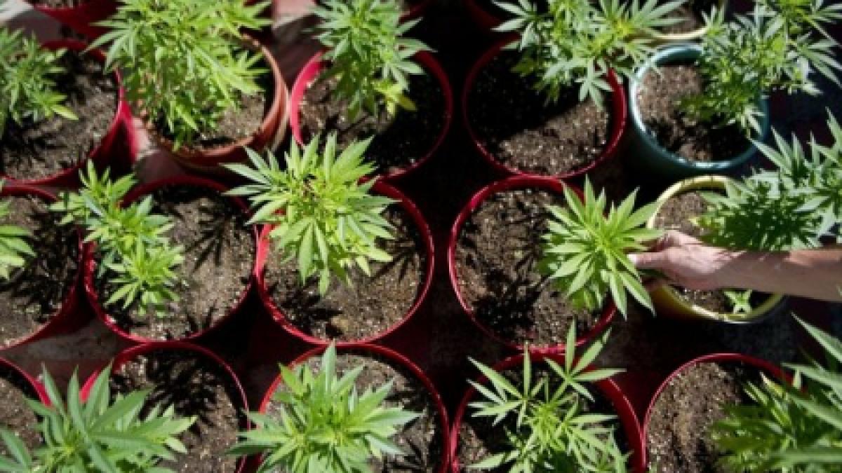 minicultura de canepa intr un apartament descoperita de politisti din cauza unui scandal in familie