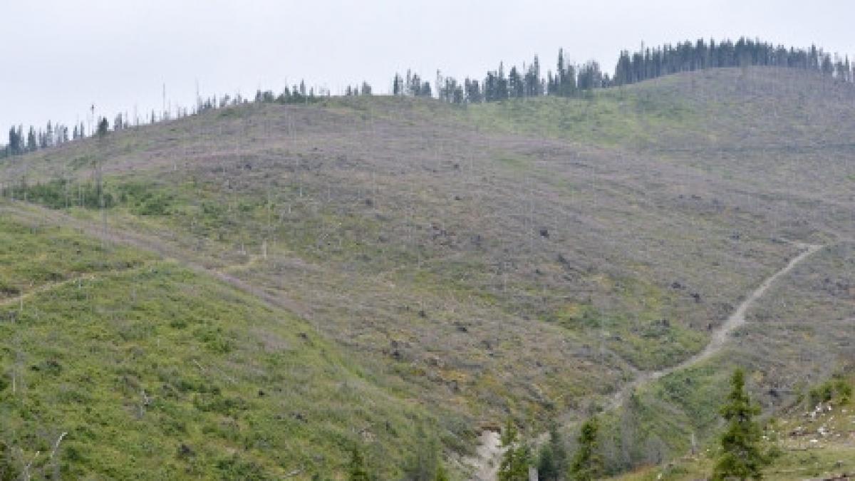 suceava un tanar a furat de la soacra sa 1 700 de euro si 450 de lei