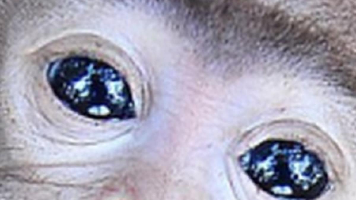 acesta este studiul deceniului pozele cu animalute sporesc performanta la locul de munca