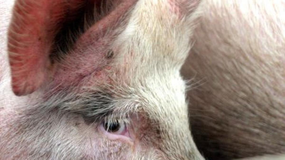 constantin de la agricultura il someaza pe basescu sa lase porcii in pace