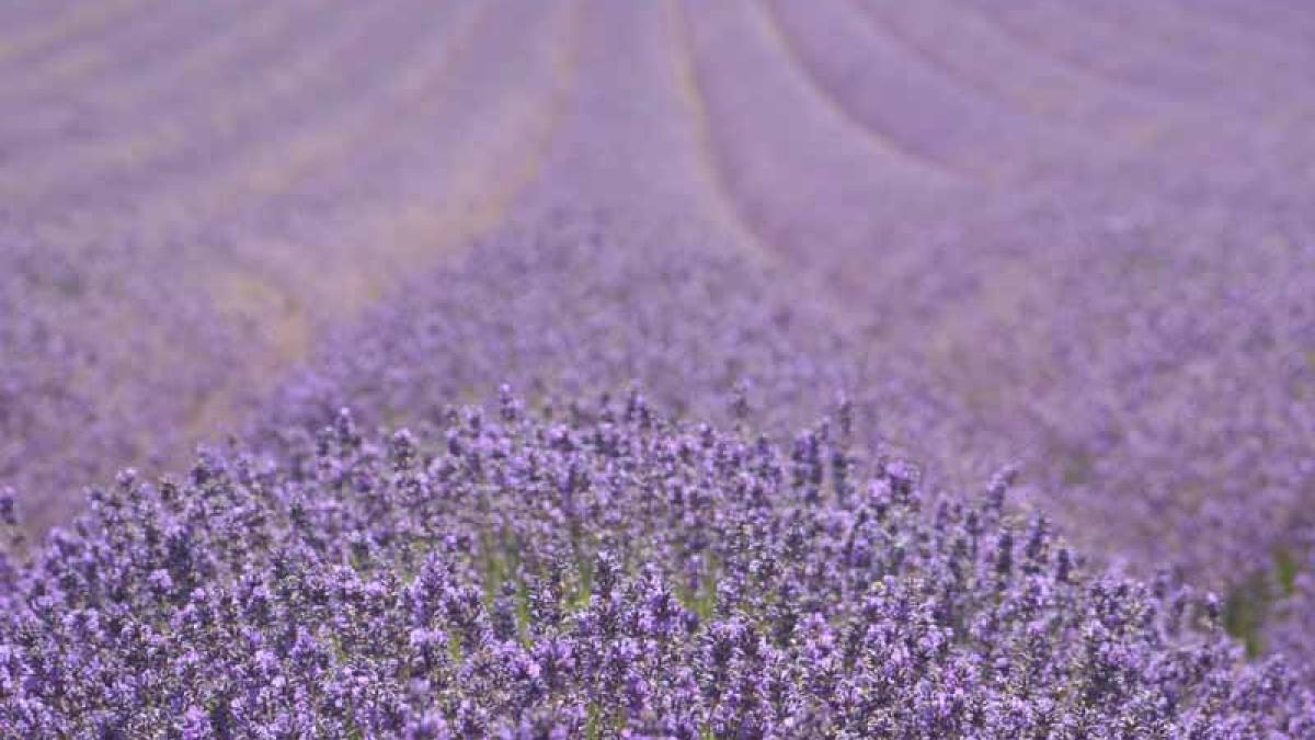culturile de fite aduc profit chiar si pe seceta