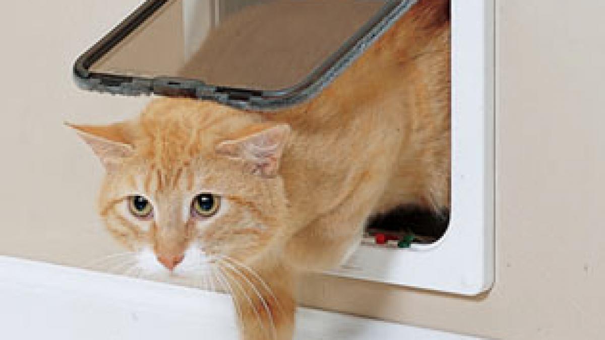 au ramas uimiti cand au vazut o la usa lor o pisica a ajuns tocmai din romania in marea britanie