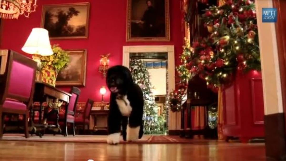 bo catelul familiei obama inspecteaza decoratiunile de craciun de la casa alba