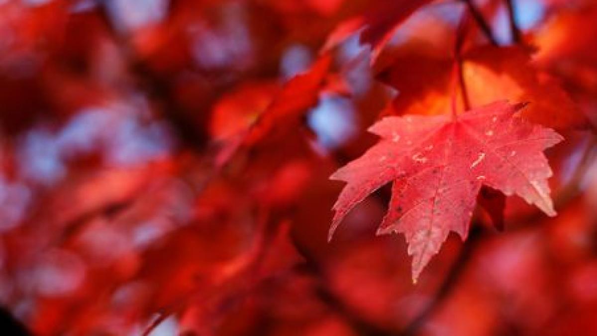 cum va fi vremea de ziua nationala vezi prognoza meteo de week end