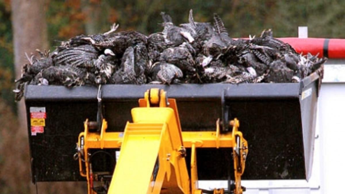 focar de gripa aviara descoperit pe litoralul rus al marii negre