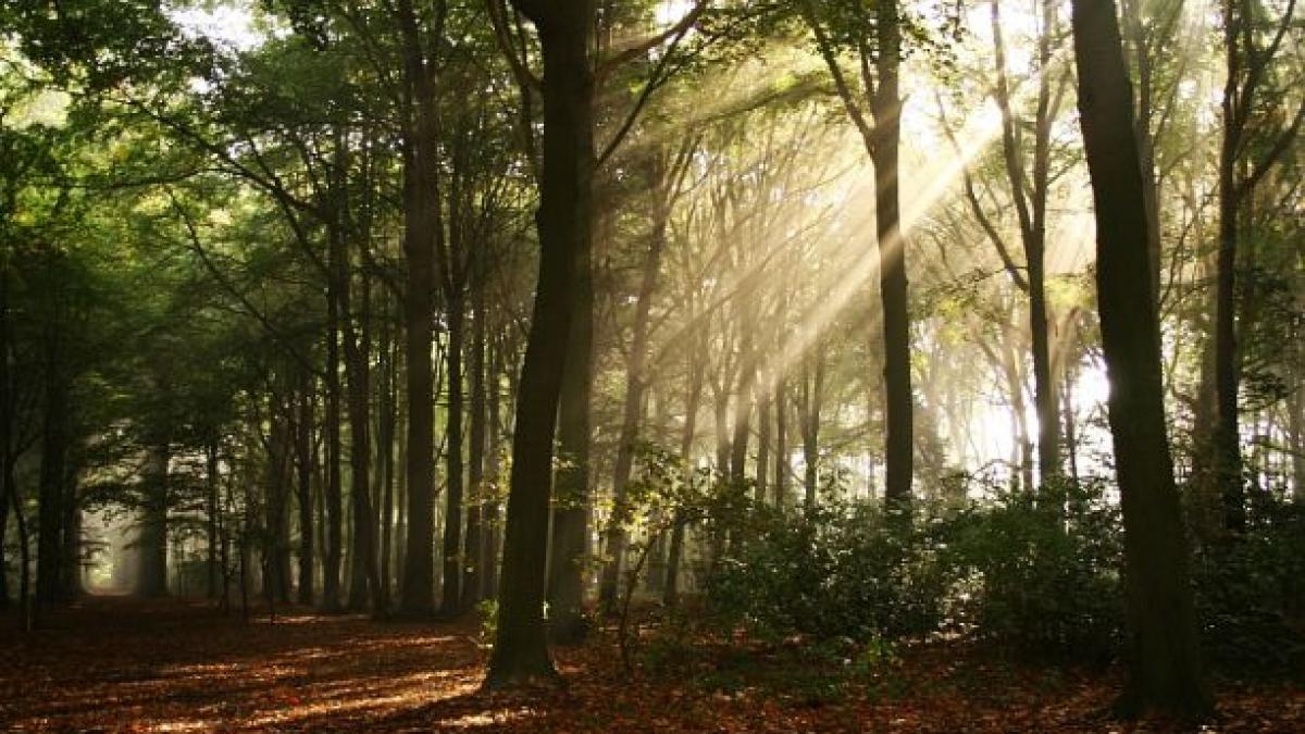 guvernul lucreaza la noua strategie nationala forestiera autoritatile vor sa impadureasca 20 000 de