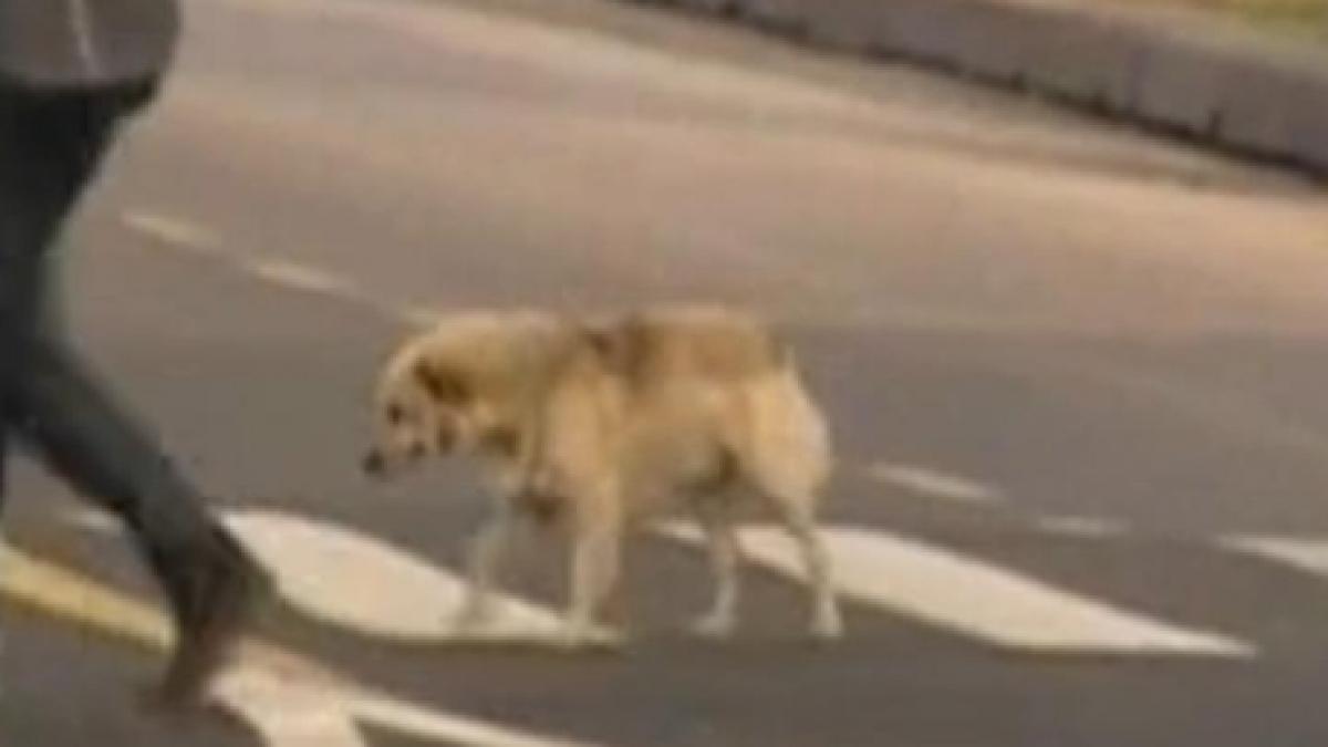 la parada militara din bucuresti s a strecurat si un participant mai putin obisnuit