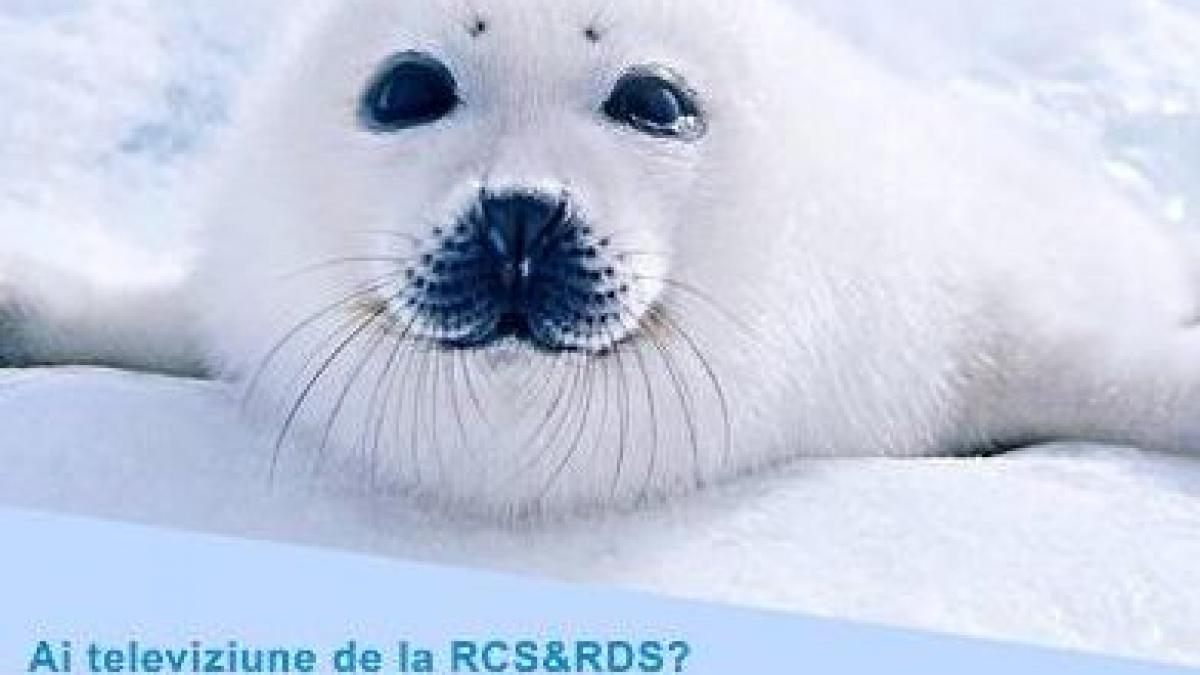 un alt post foarte popular a fost scos de rcs rds din grila de programe cum se apara oficialii