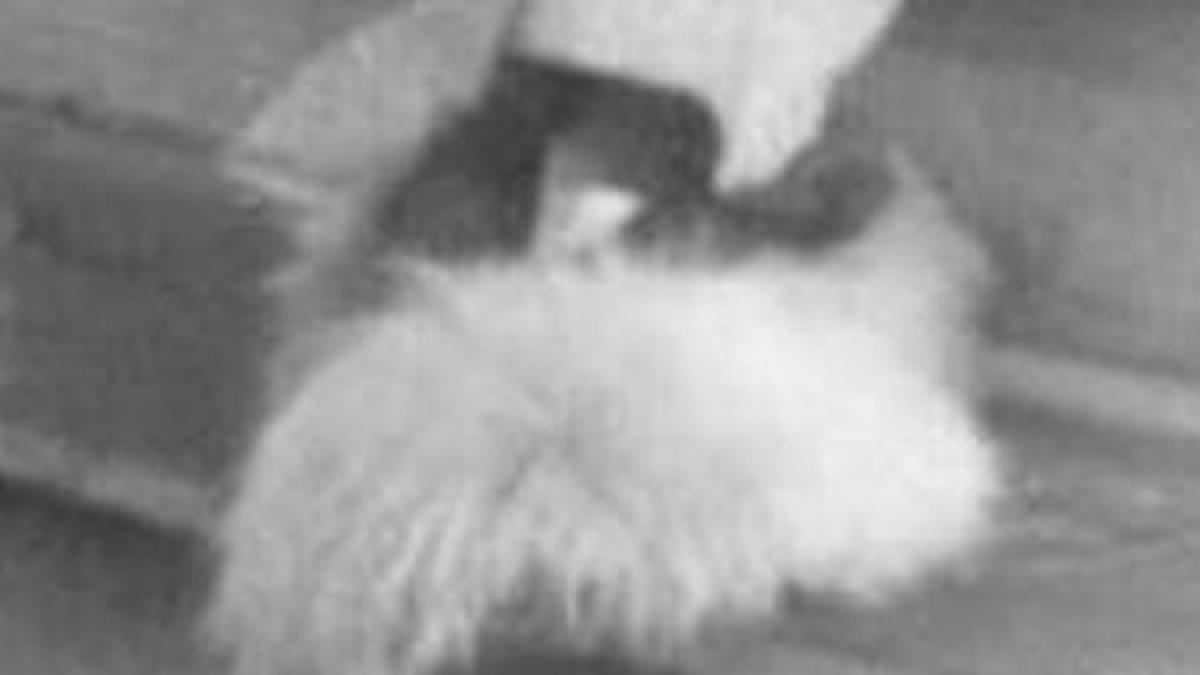 detaliul intim despre albert einstein care arata fata nevazuta a fizicianului