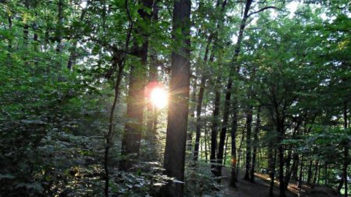 ministrul mediului padurea trivale va deveni rezervatie naturala