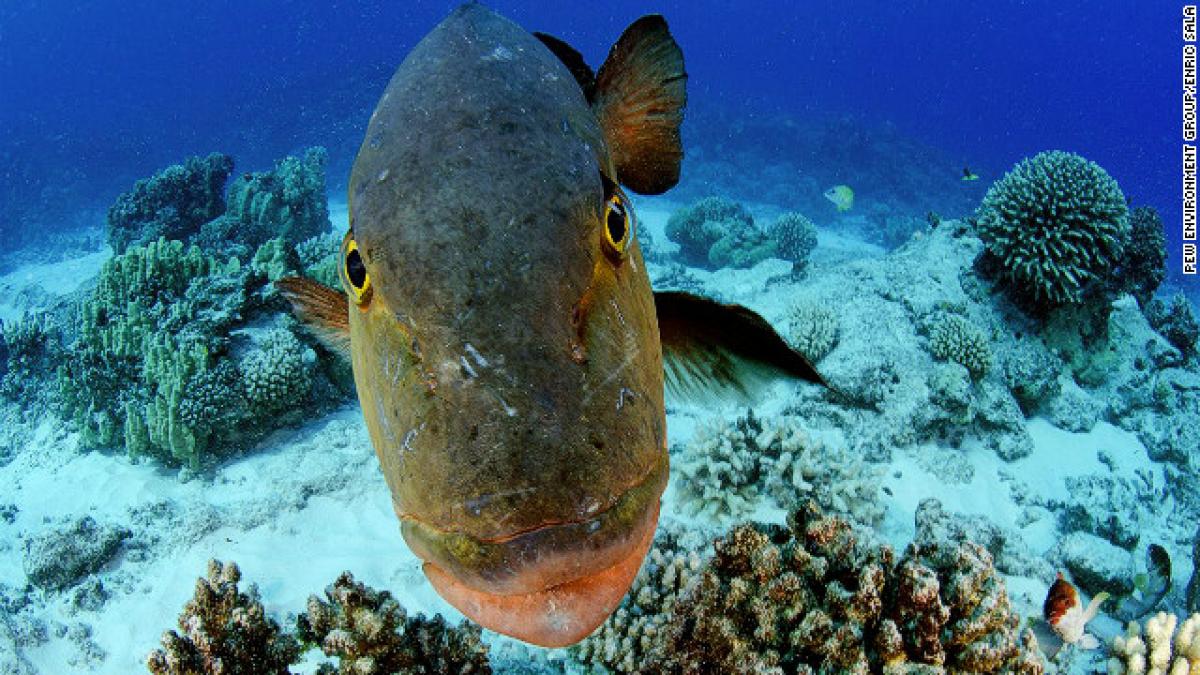 paradisul marin nealterat de om locul care merita sa devina cea mai mare rezervatie marina din lume