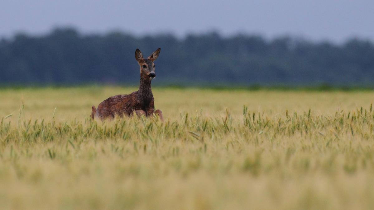 bambi in vizita la un mall din resita cum a ajuns caprioara in oras