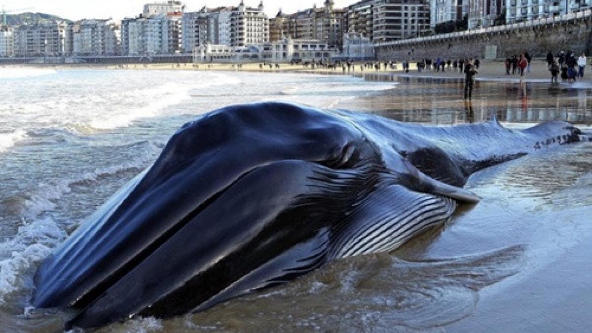 o balena uriasa ce cantarea 10 tone a fost gasita moarta dupa ce a esuat pe o plaja din tara