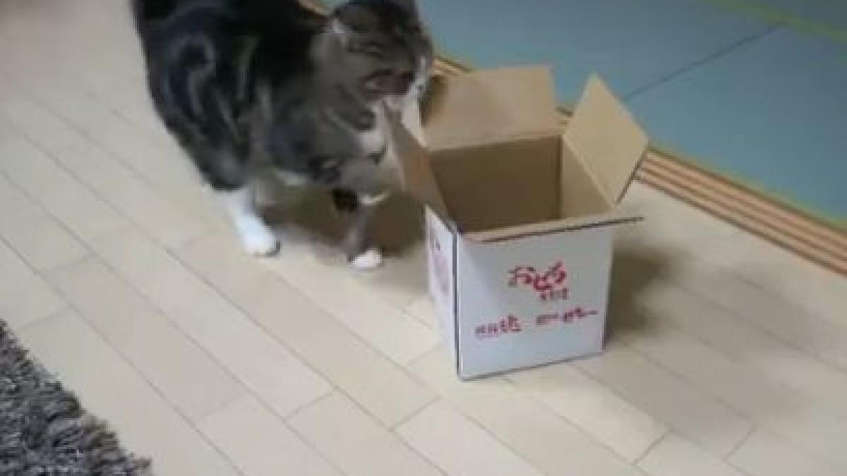 videoclip savuros pisica asta iti va da o supradoza de fericire