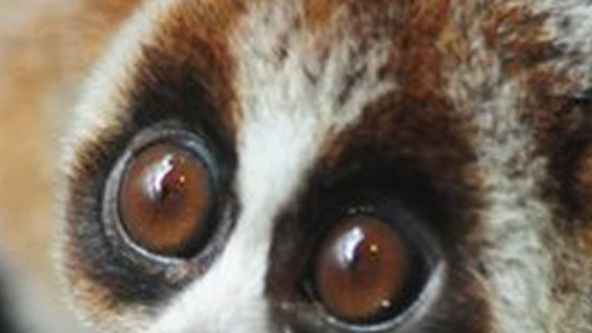 are ochii mari si fata pufoasa cum arata noul lemurian descoperit in borneo