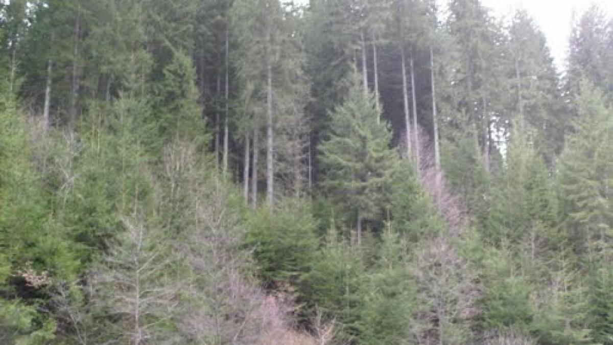 un barbat din harghita a murit in timp ce incerca sa taie un brad de craciun