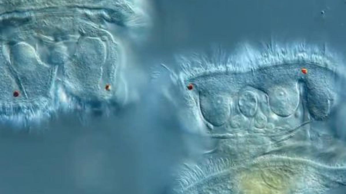 viata sub microscop perspectiva care transforma organisme banale in opere de arta