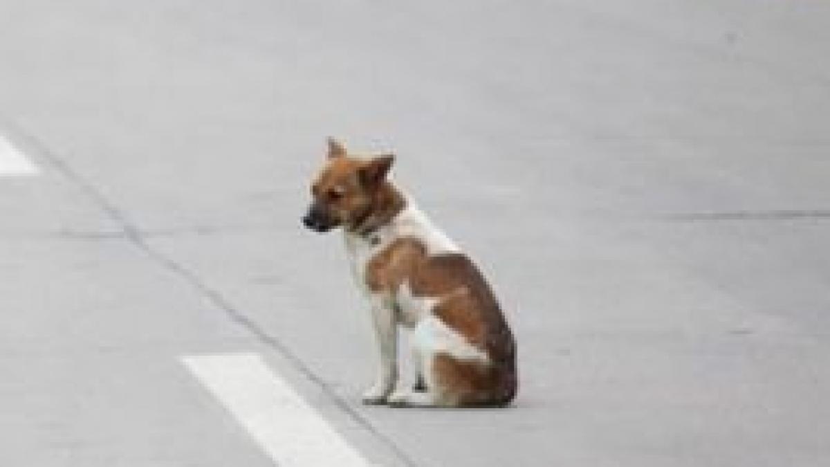 imaginea care a impresionat lumea acest catel a stat nemiscat timp de 6 ore si s a uitat la asta