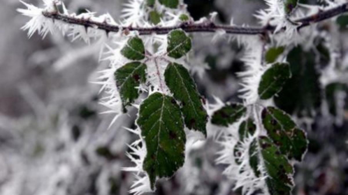 ger siberian in rusia si europa de est 194 de oameni morti de frig
