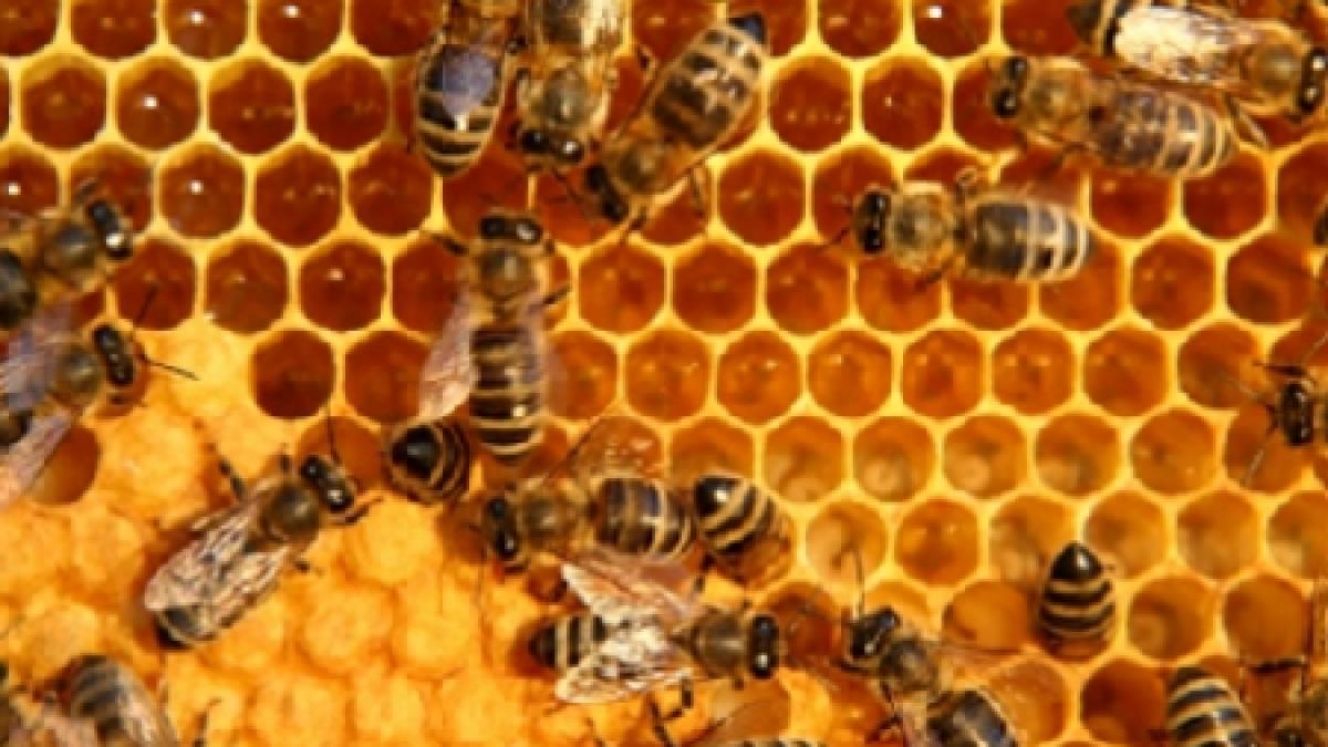 afla care este alternativa naturala la injectiile cu botox