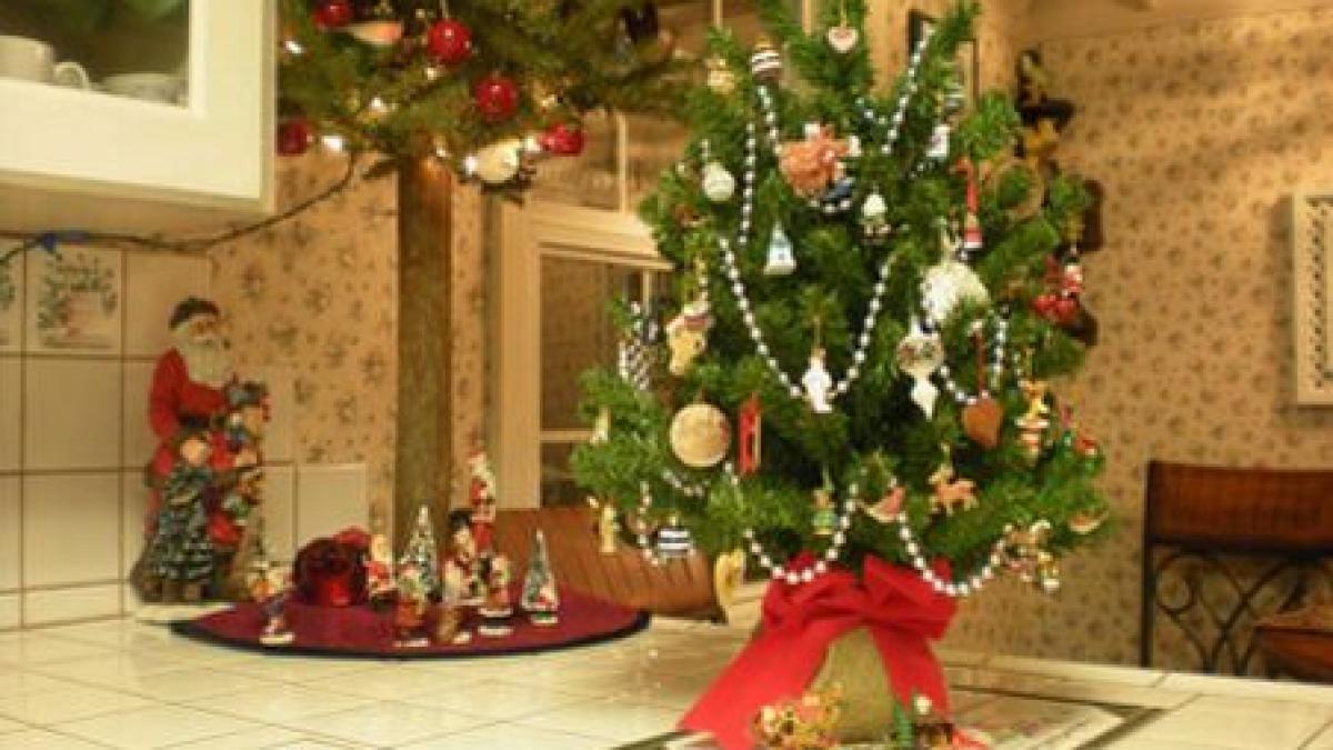 de ce sunt brazii de craciun mai mici decat pana acum