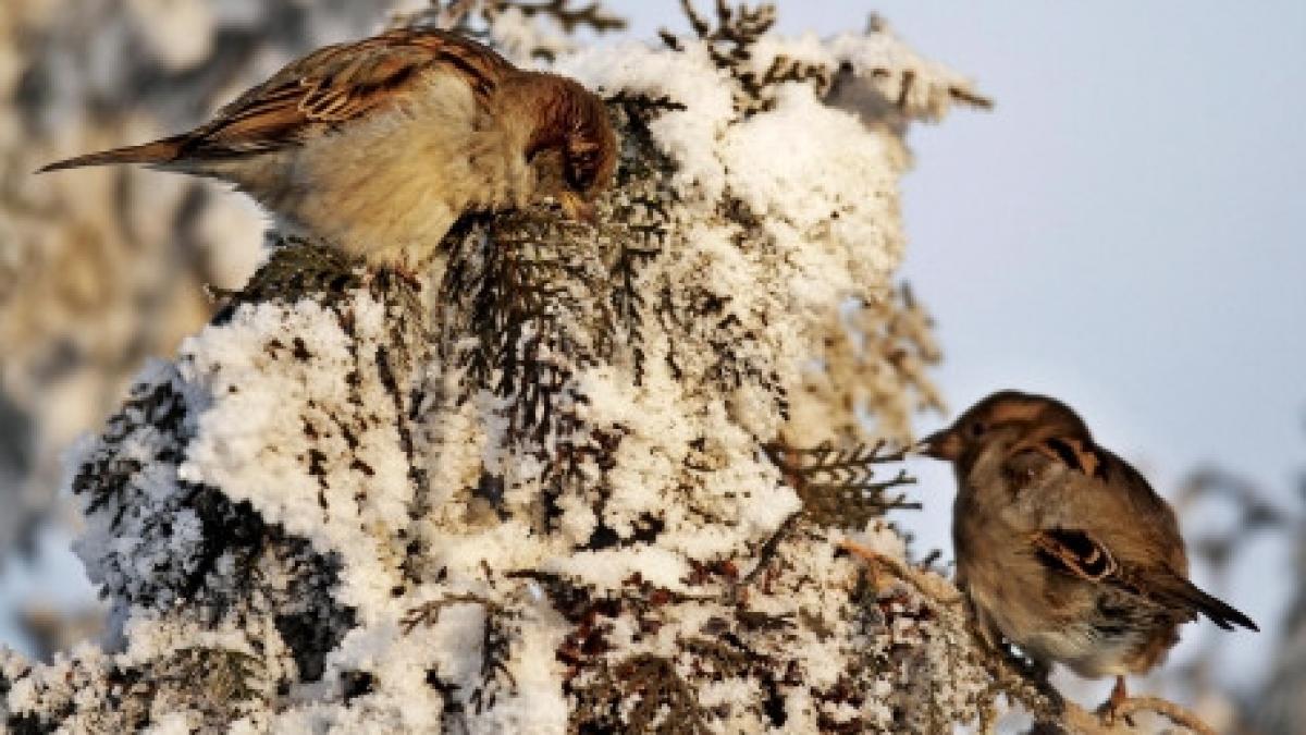 cea mai scazuta temperatura din aceasta iarna s a inregistrat la miercurea ciuc