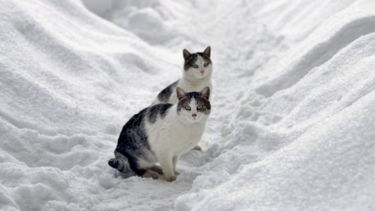 sase districte din vestul bulgariei sub cod galben de ninsori puternice