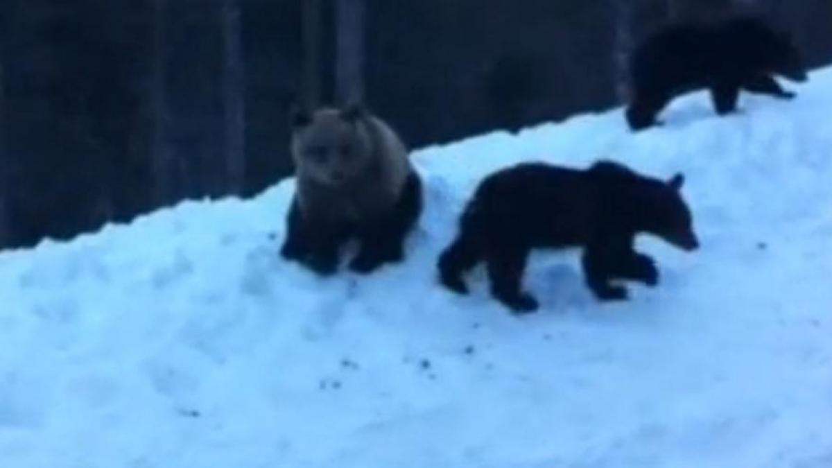 un grup de turisti luat ostatic la cota 1400 de o ursoaica si puii sai