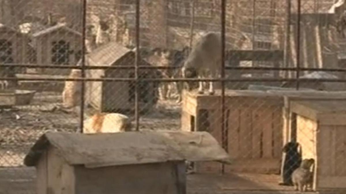 un restaurant din capitala are in meniul de revelion carne de caine