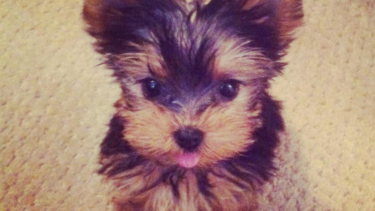 este cel mai dragalas catel sute de mii de oameni l au vazut pe internet iar pe facebook a devenit