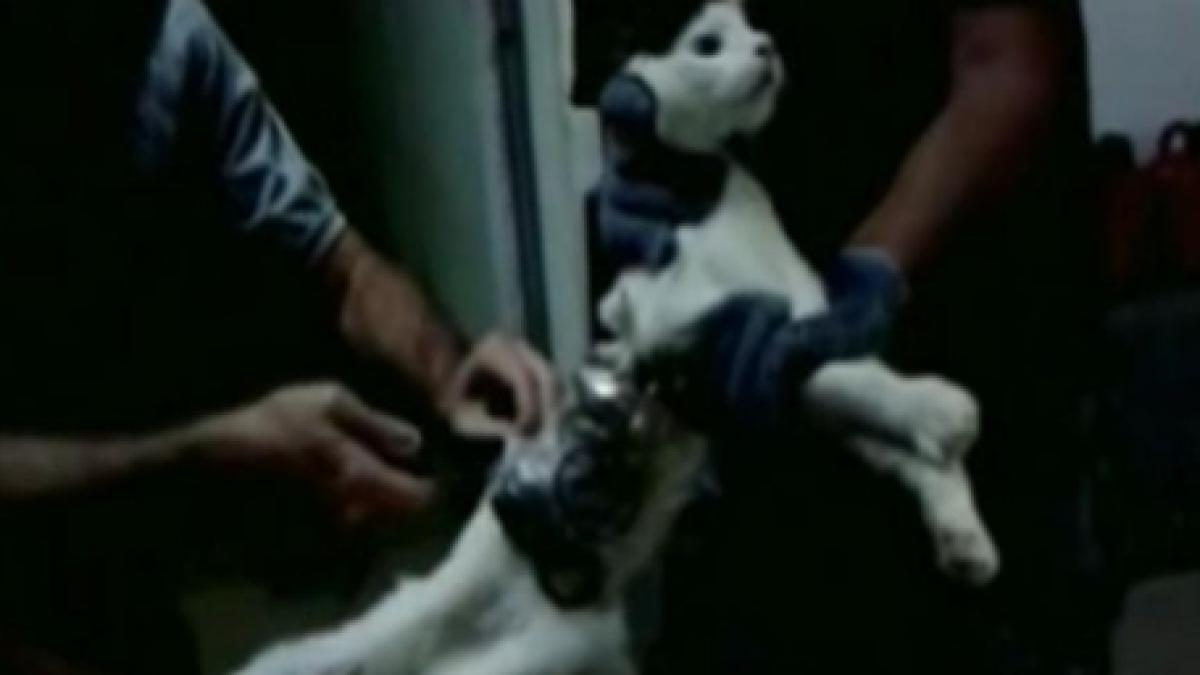 o pisica actorul principal al operatiunii prison break dintr o inchisoare braziliana