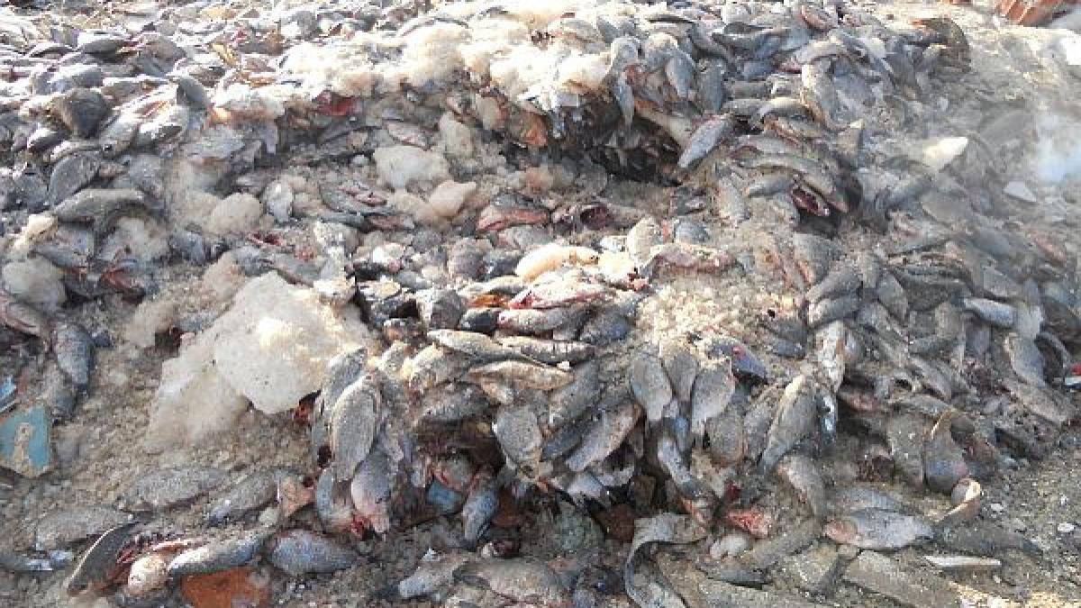 cand s a impartit bunul simt unii romani erau plecati de acasa dezastru ecologic langa dunare in