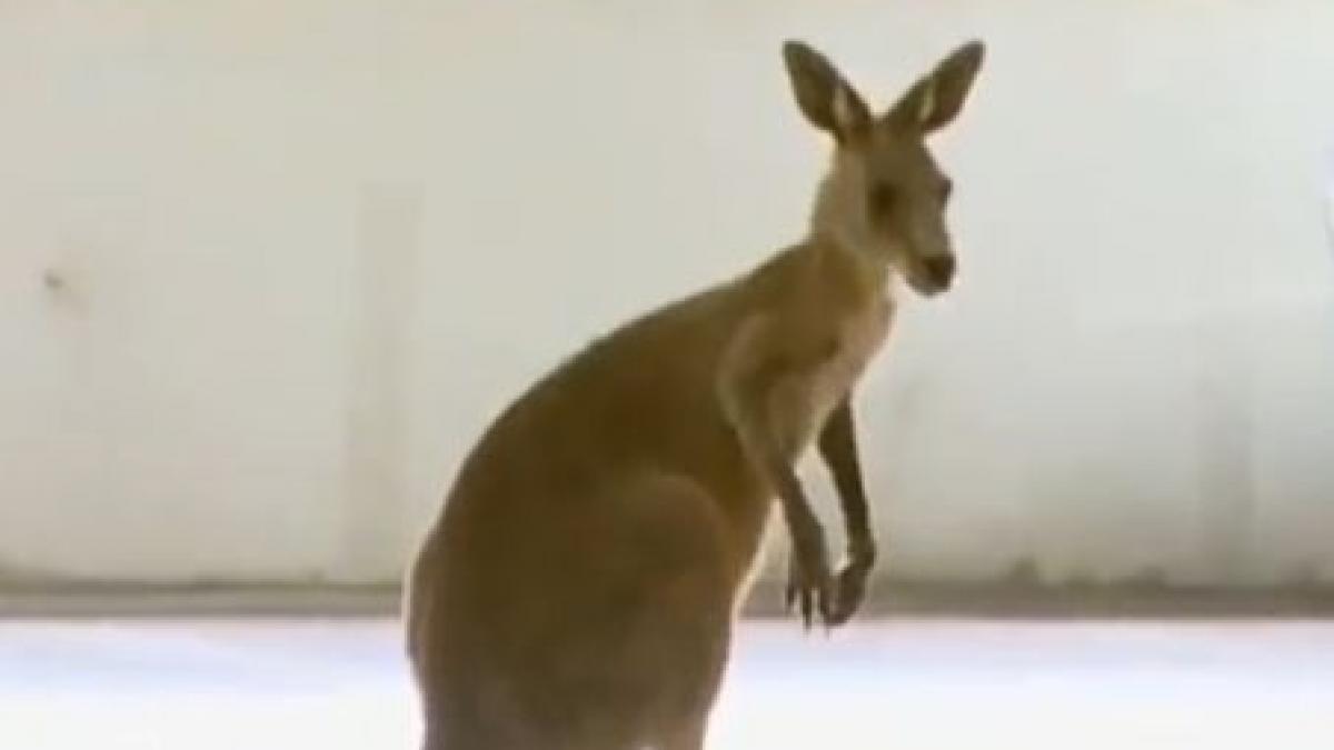 cangur ratacit in parcarea aeroportului din melbourne vezi aici imaginile