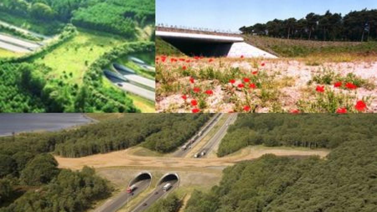 ei respecta animalele la noi nu sunt respectati nici macar oamenii imaginile care arata nivelul