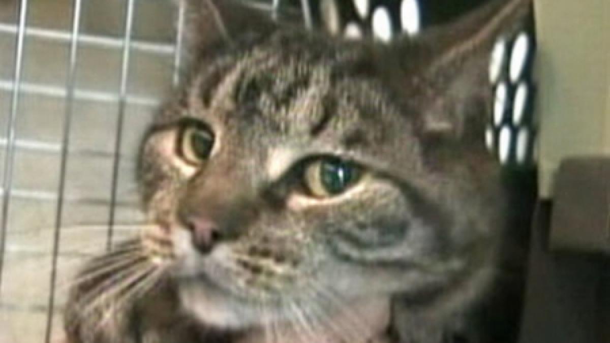 matele din canada socializeaza online au o retea proprie de miau socializare