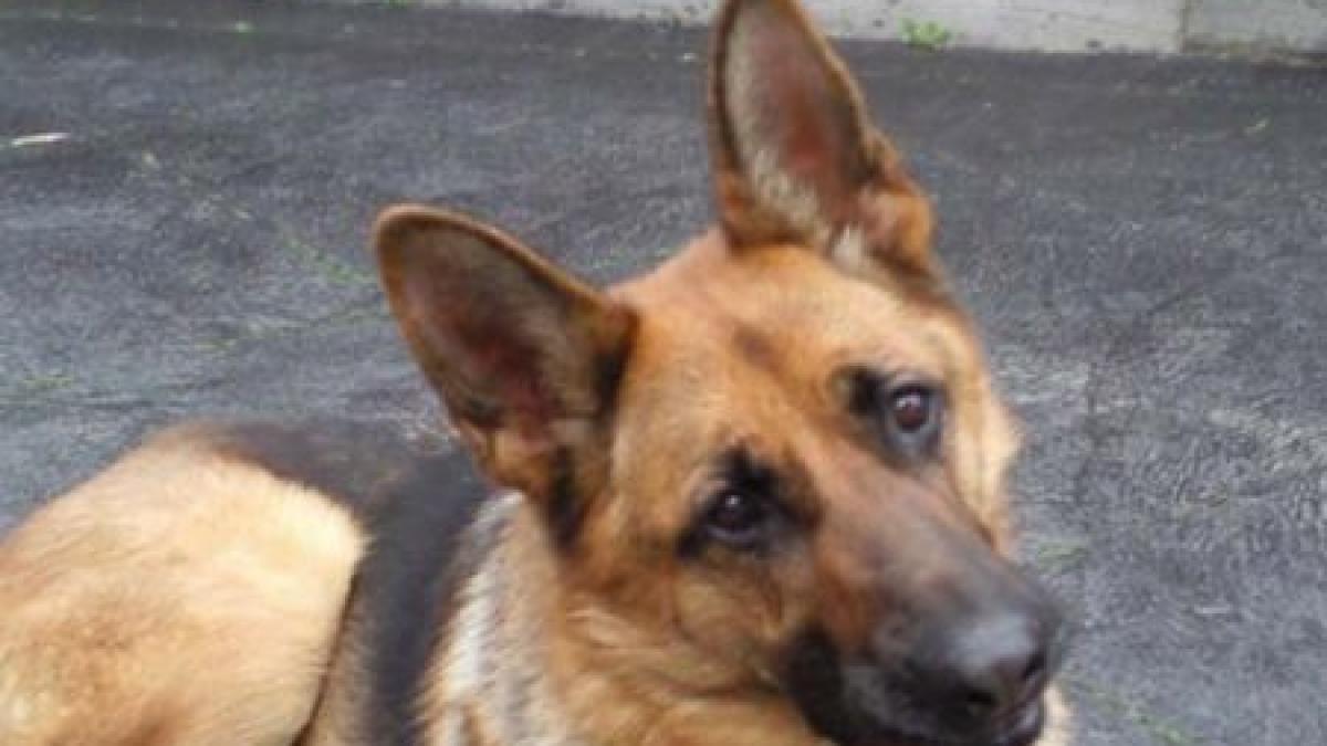 daca ei pot toata lumea poate cateii le dau lectii oamenilor intr o campanie a politiei rutiere