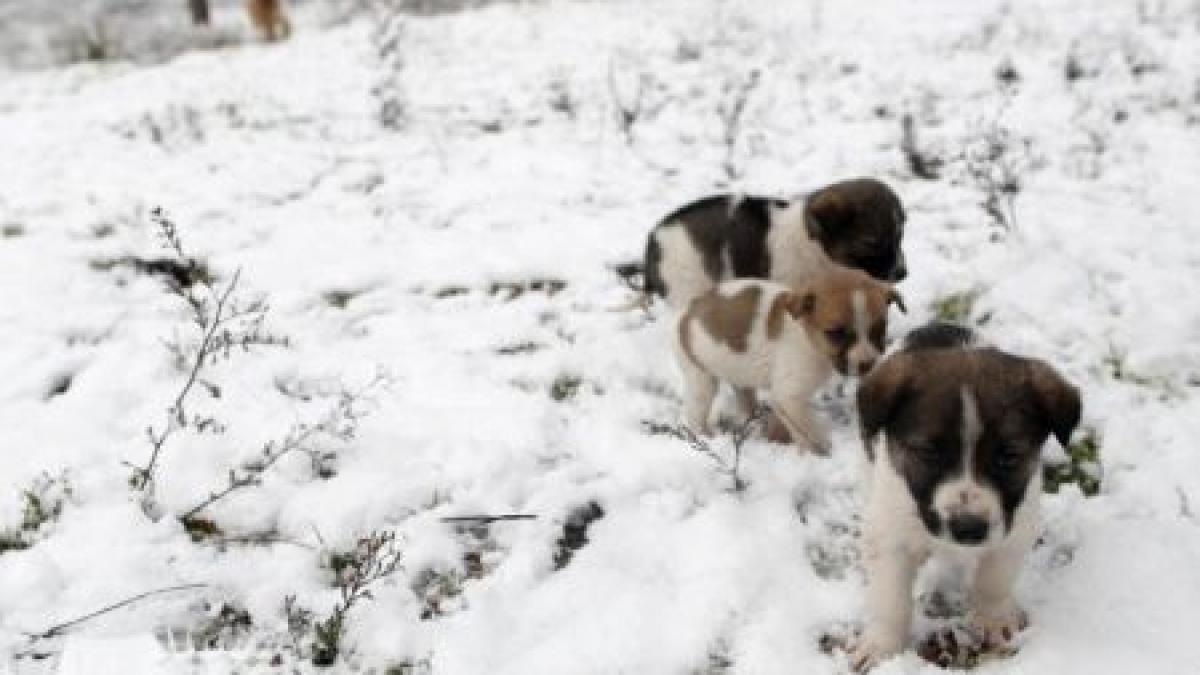 ninsorile fac ravagii in grecia si turcia zeci de localitati izolate din cauza zapezii