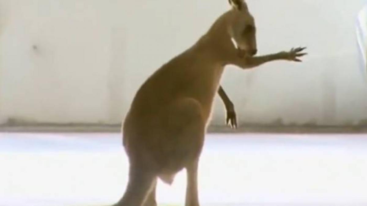 un cangur le a dat de furca politistilor din melbourne